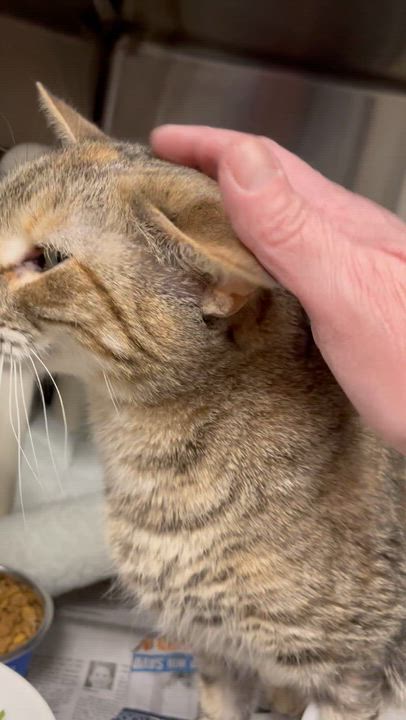 Enlarge Maye, an adopted Tabby in North Kingstown, RI video 4/4