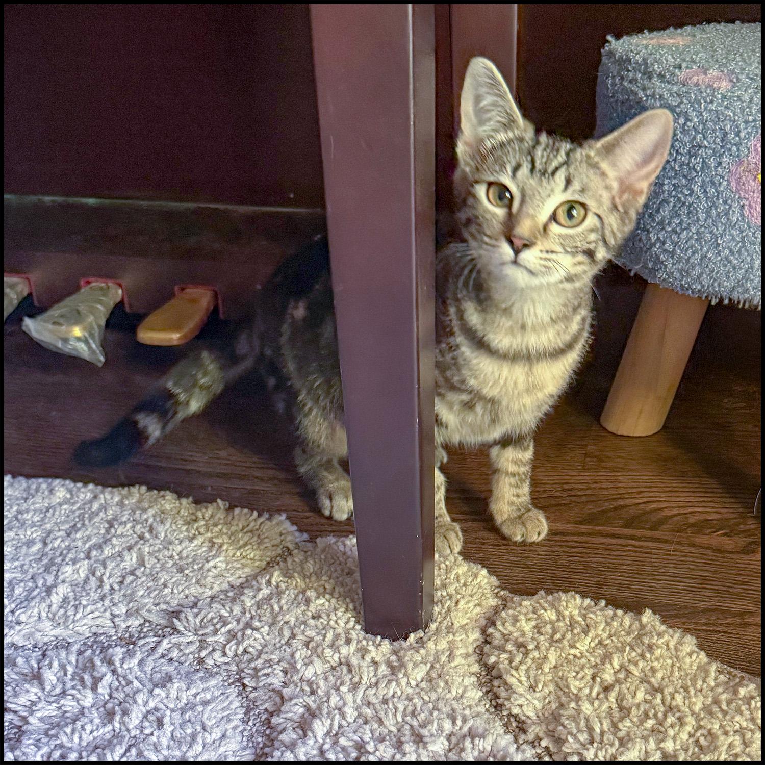 Enlarge Anna, a ADOPTABLE mixed breed in Roswell, GA image 2/5