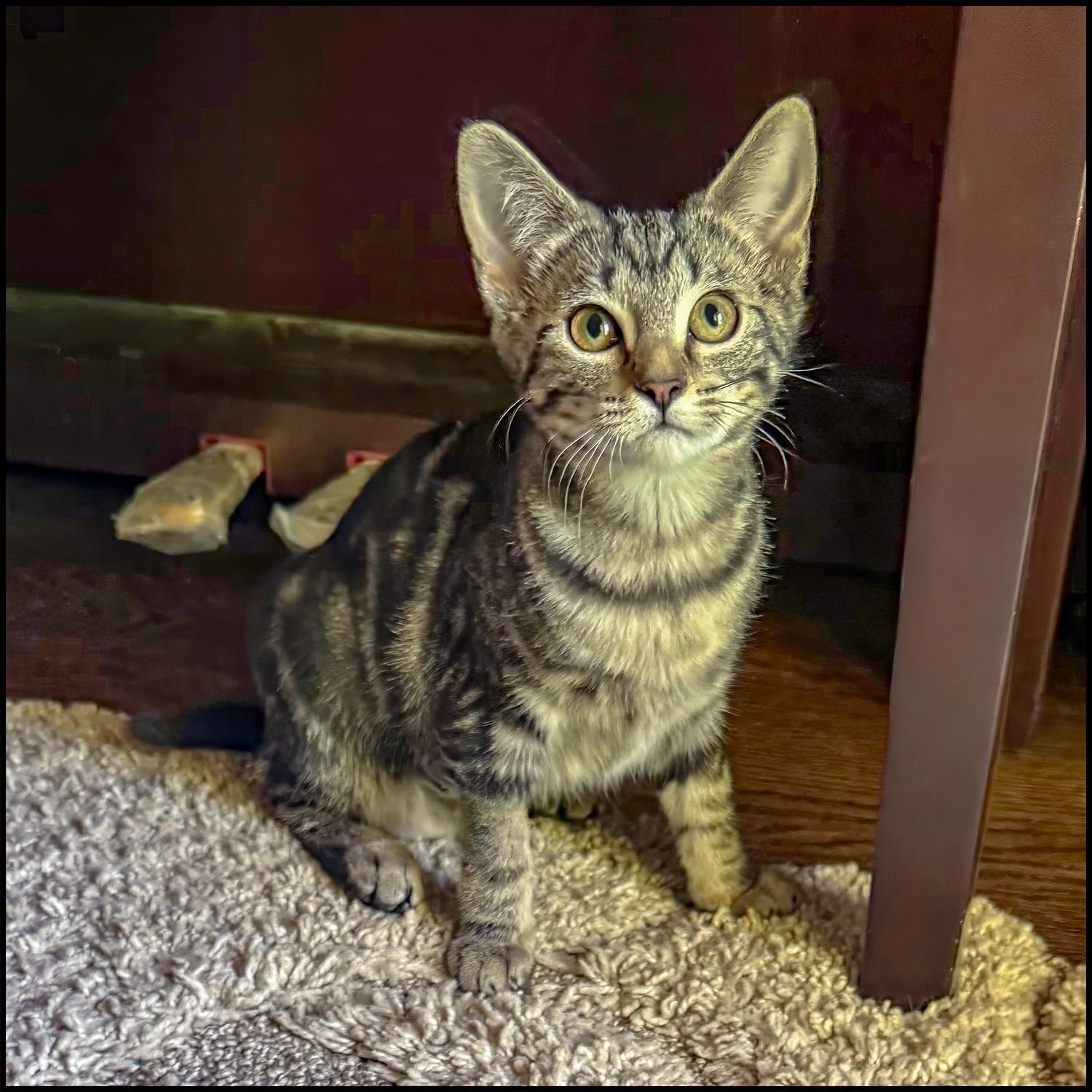 Enlarge Anna, a ADOPTABLE mixed breed in Roswell, GA image 5/5
