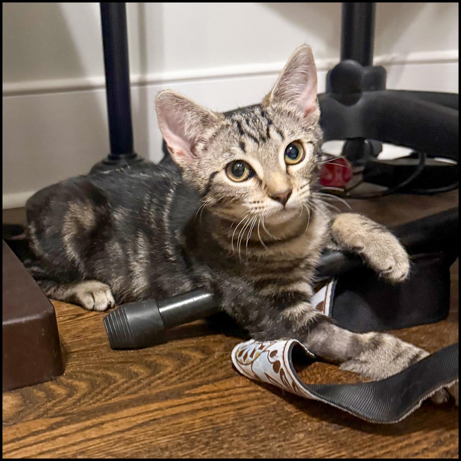 Enlarge Anna, a ADOPTABLE mixed breed in Roswell, GA image 3/5