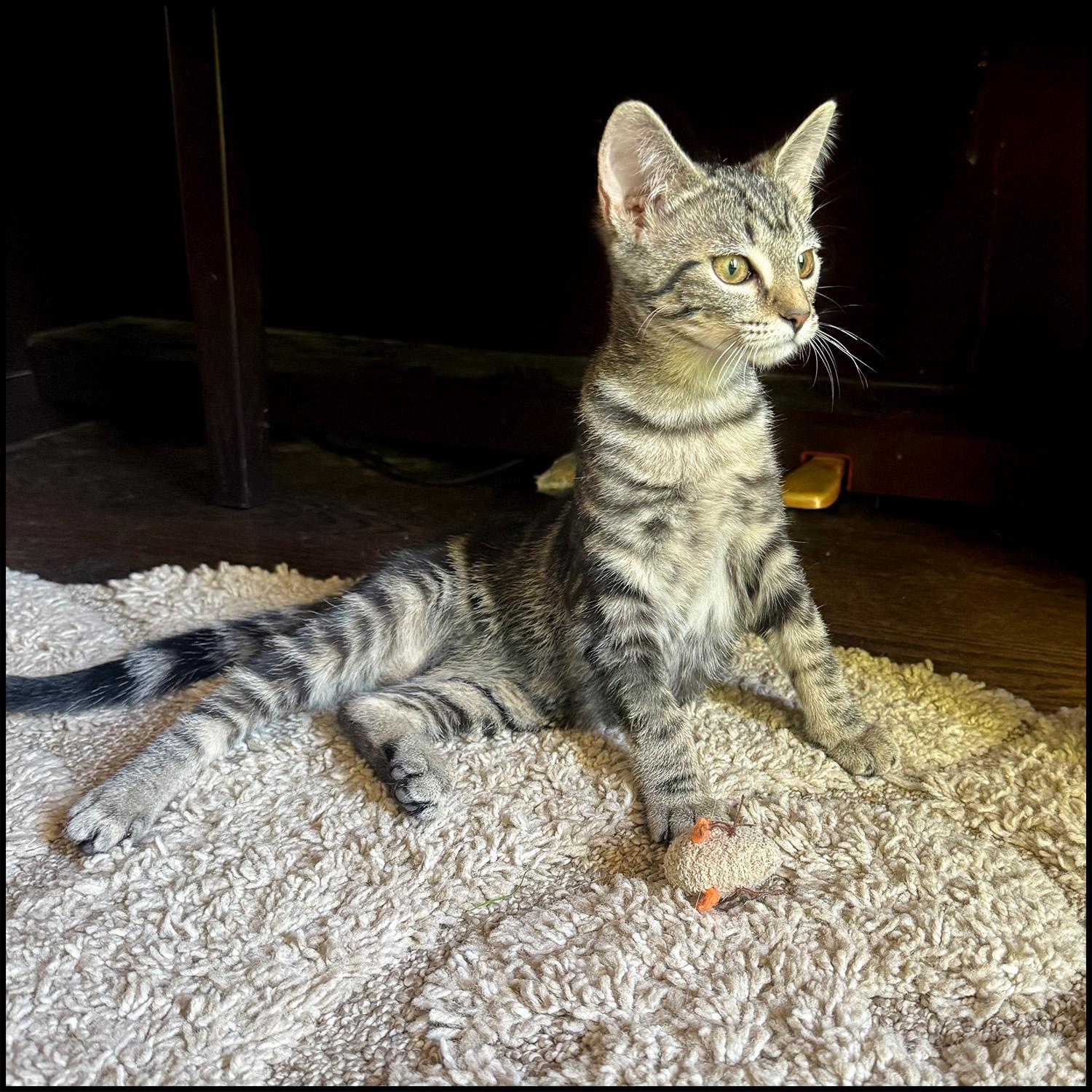 Enlarge Anna, a ADOPTABLE mixed breed in Roswell, GA image 4/5