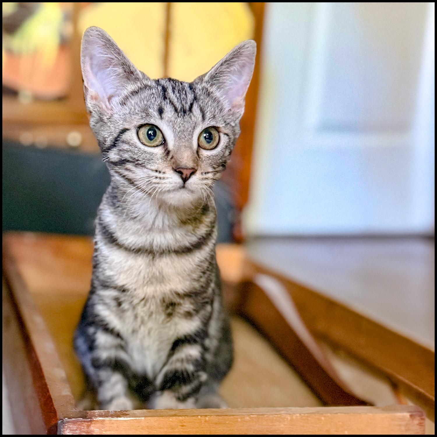 Anna, ADOPTABLE, Young Female Domestic Short Hair & Tabby.