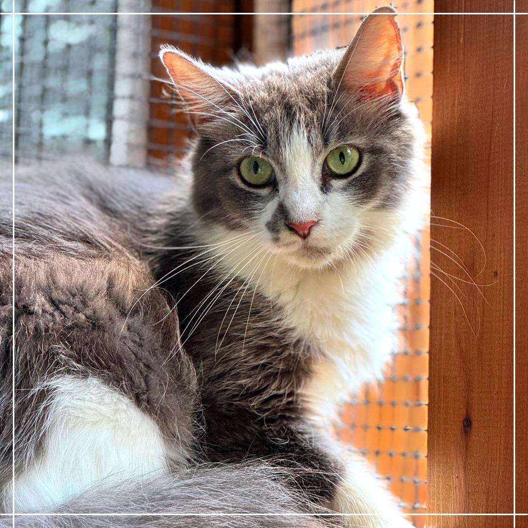 Dust Bunny — thumbnail 2