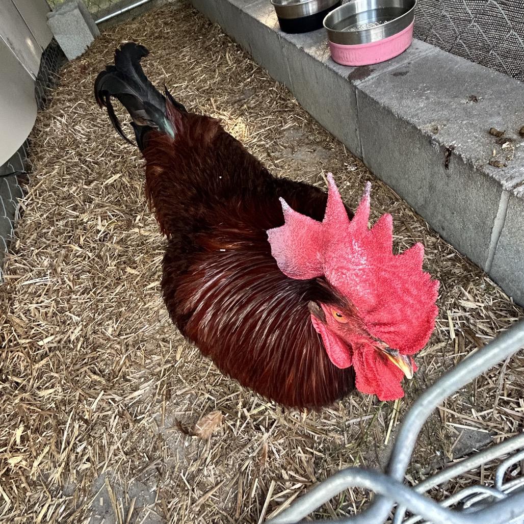 Red, Adoptable, Young Male Chicken.