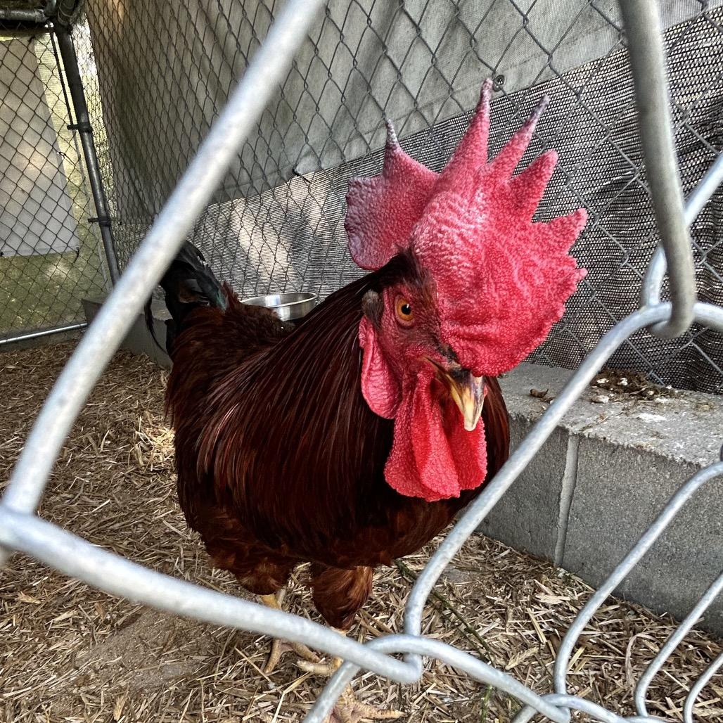 Enlarge Red, a Adoptable Chicken in Newport, NC image 2/2