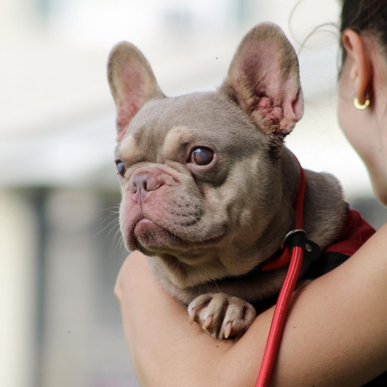 Enlarge Stevie Wonder, a Adoptable French Bulldog in West Chester, PA image 3/4