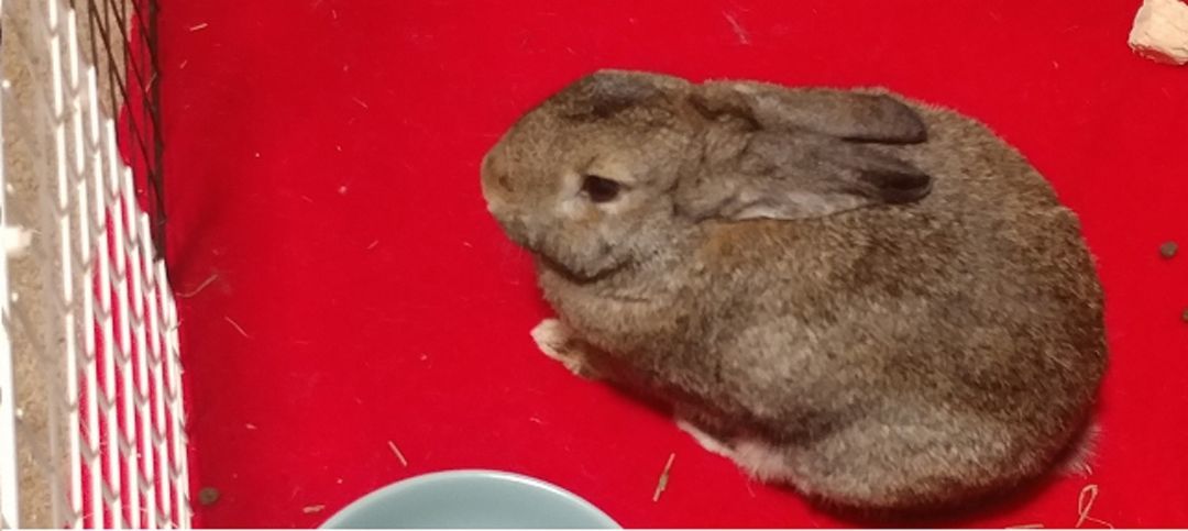 Trinket, Adoptable, Adult Female Bunny Rabbit.