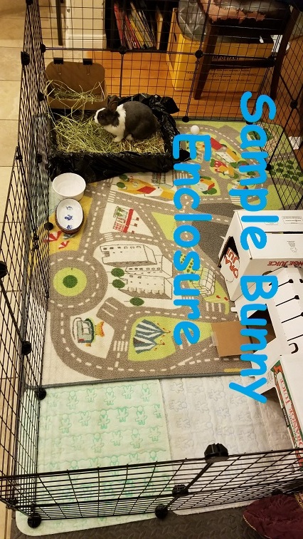 Trinket, a Adoptable Bunny Rabbit in Lake Elsinore, CA image 3/5