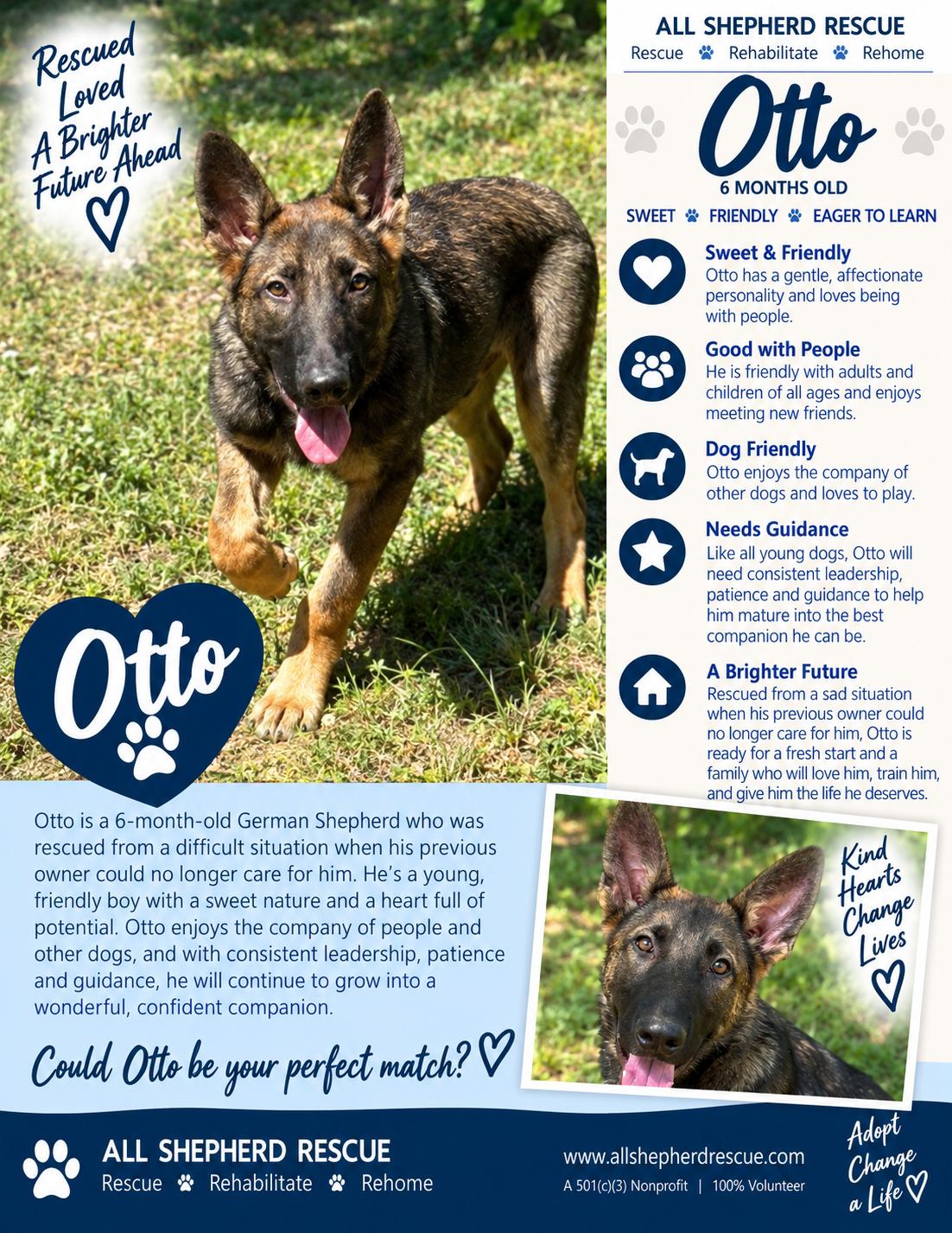 Otto, Adoptable, Puppy Male German Shepherd Dog.