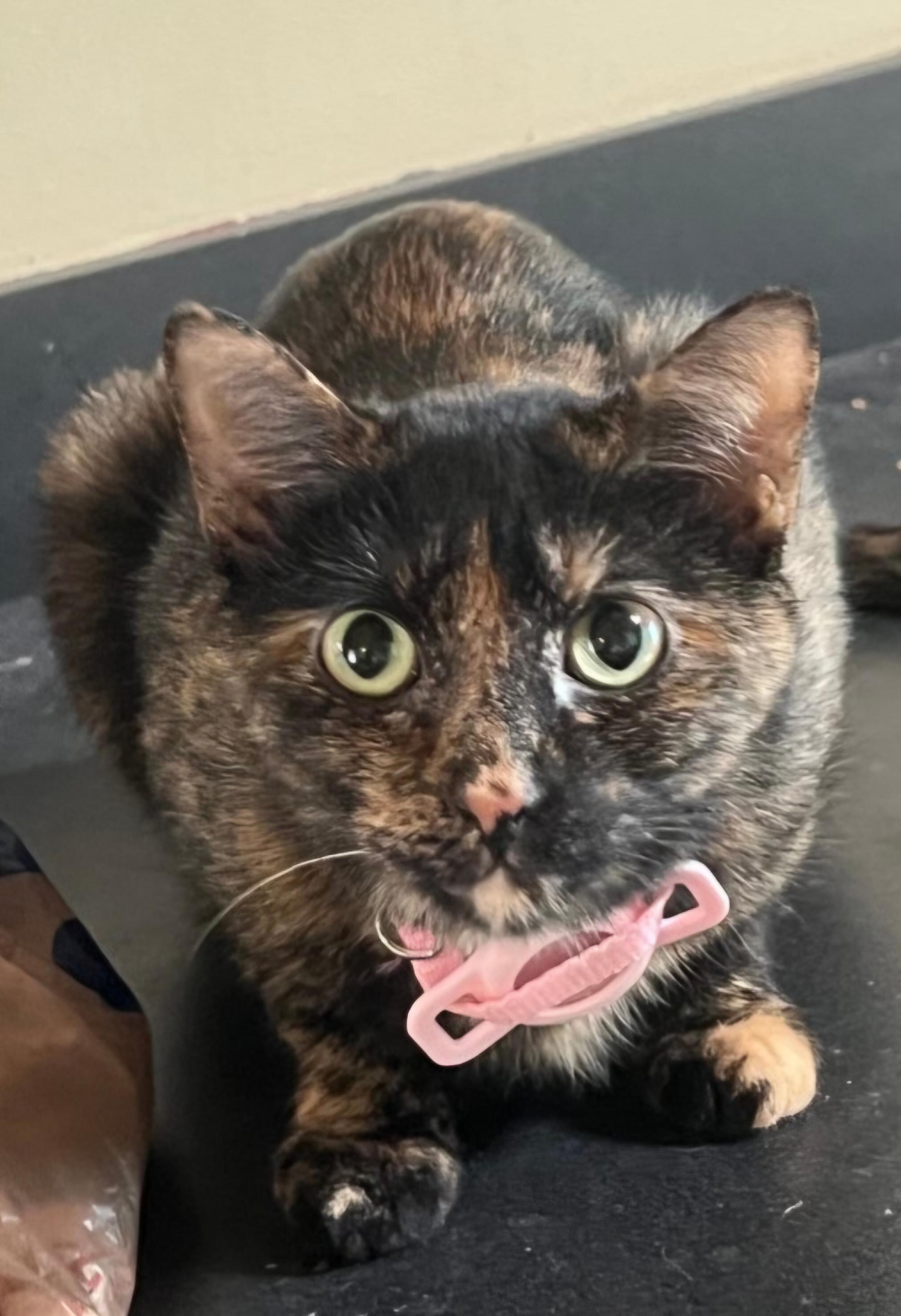 Enlarge Beatrice, an adopted Tortoiseshell in Winchester, KY image 5/5