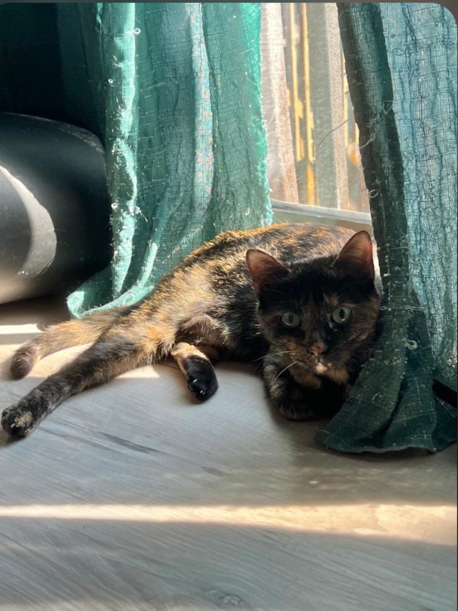 Beatrice, adopted, Young Female Tortoiseshell.