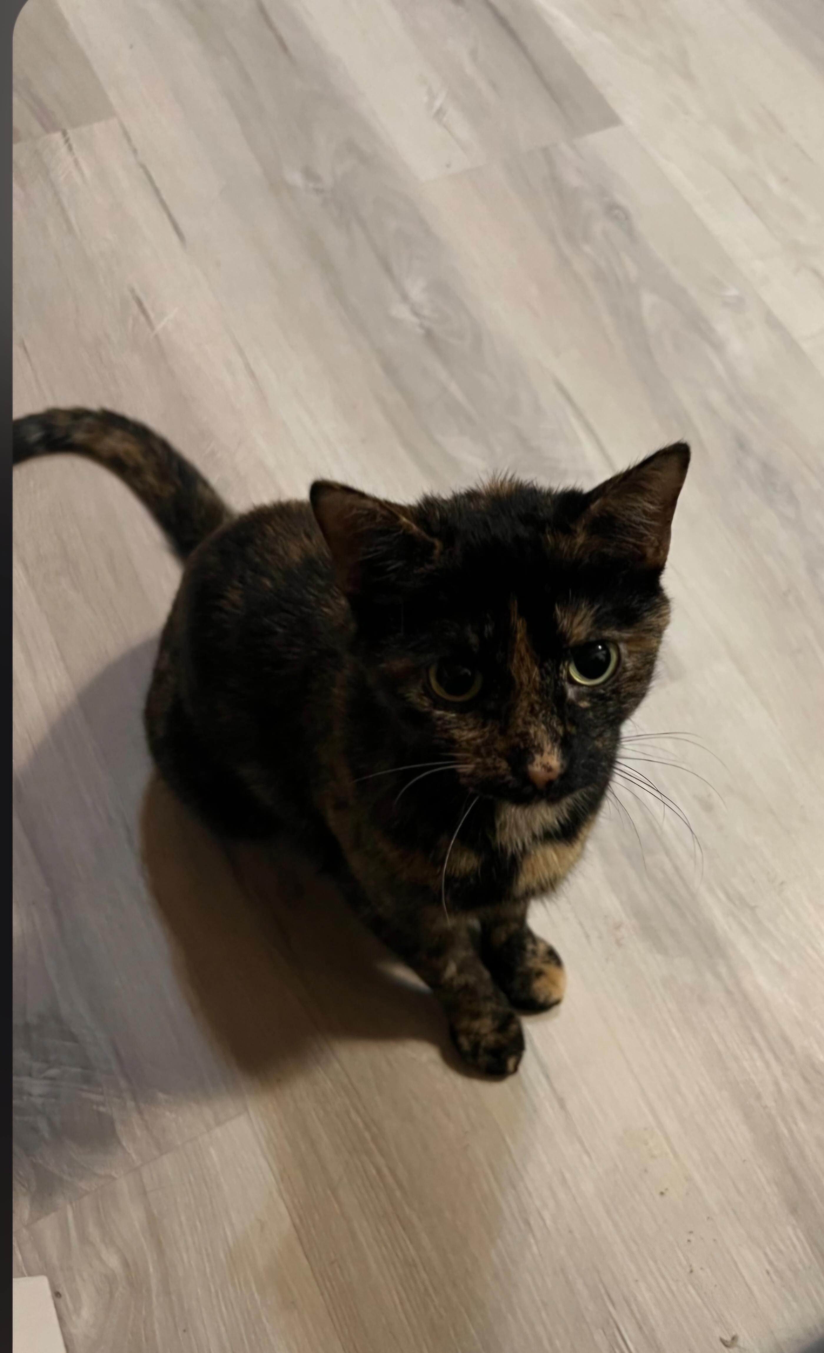 Enlarge Beatrice, an adopted Tortoiseshell in Winchester, KY image 2/5