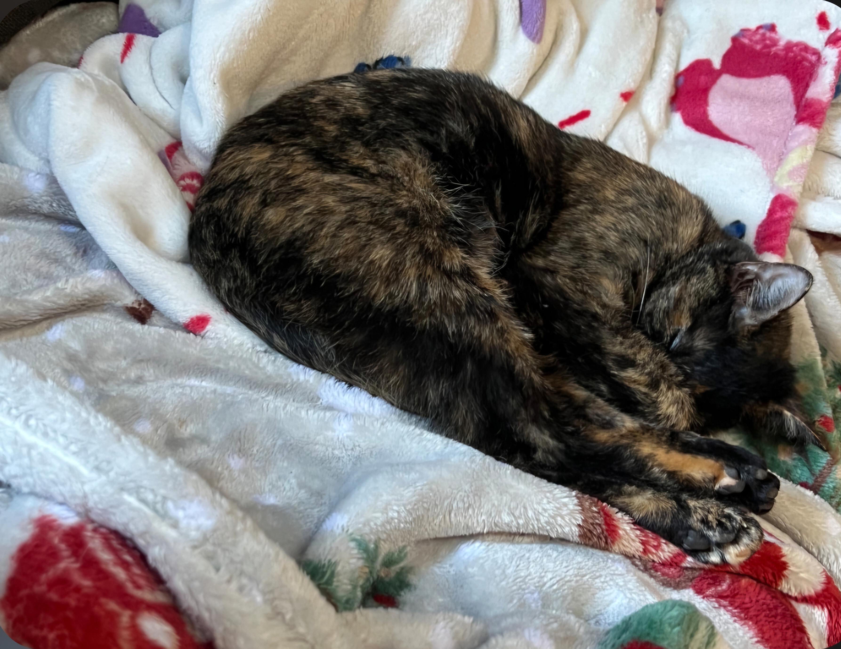 Enlarge Beatrice, an adopted Tortoiseshell in Winchester, KY image 3/5