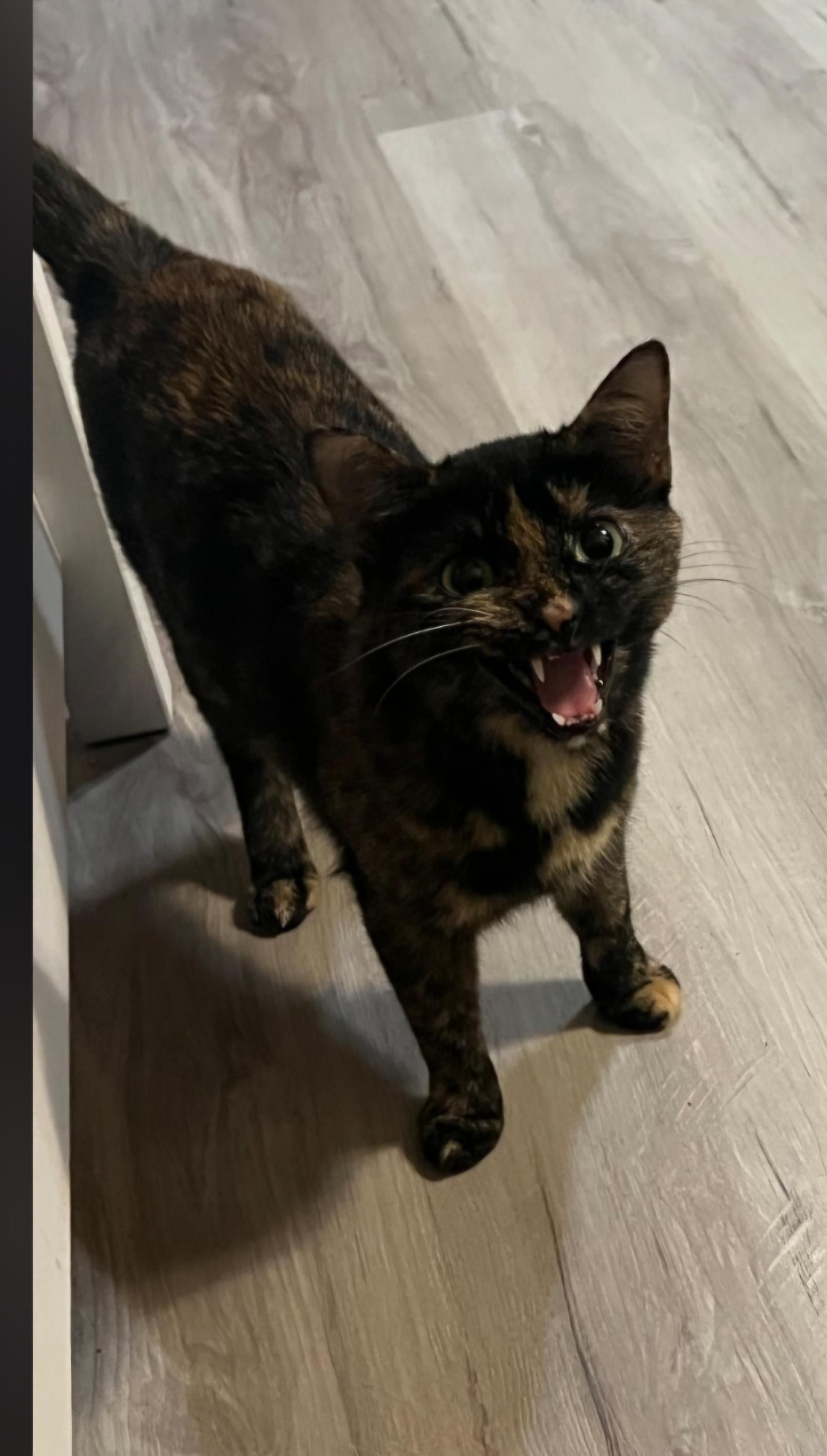 Enlarge Beatrice, an adopted Tortoiseshell in Winchester, KY image 4/5