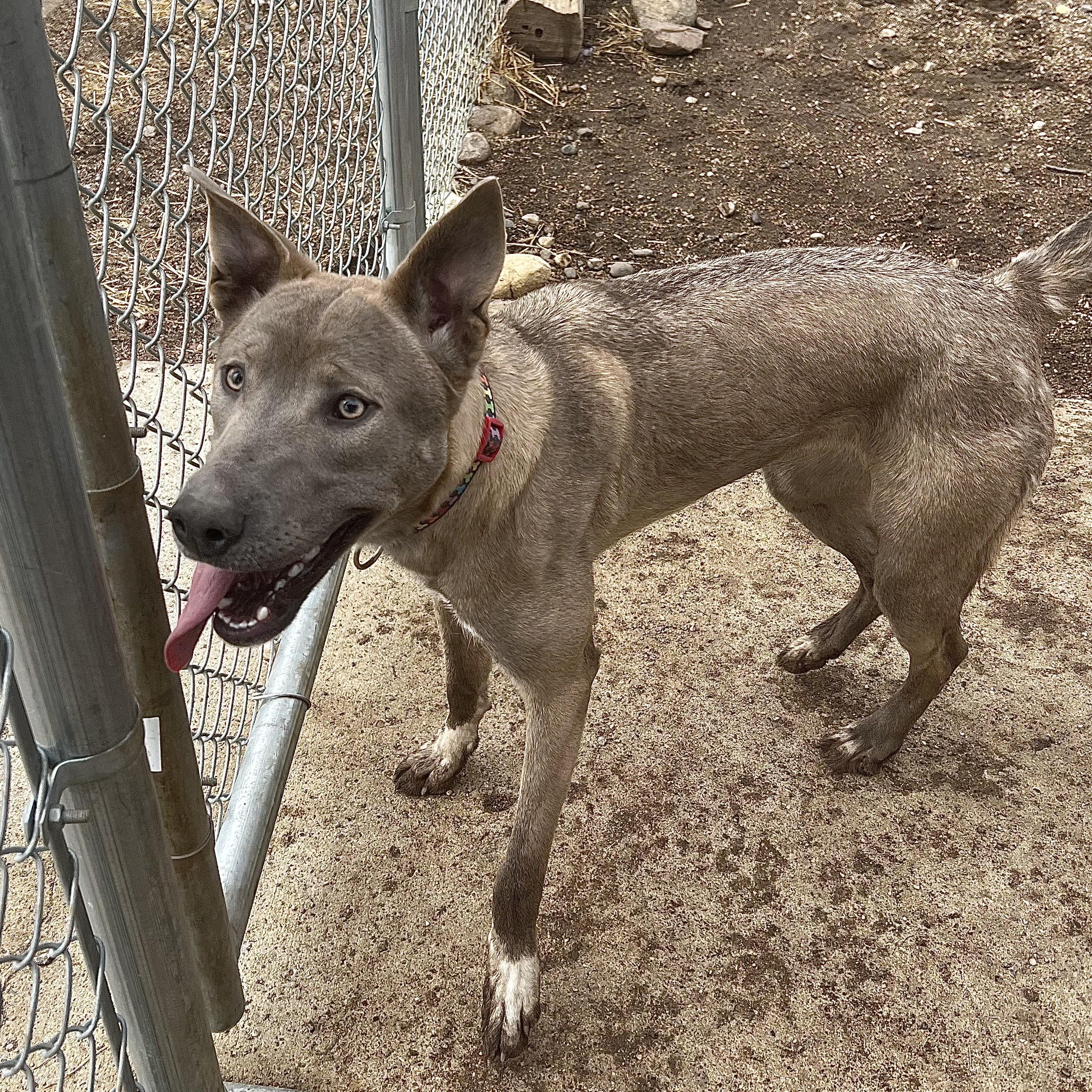 Enlarge Rain **NO FEE** (Sponsored by Waters Edge Fairmont), an adoptable Mixed Breed in Fairmont, MN image 3/6