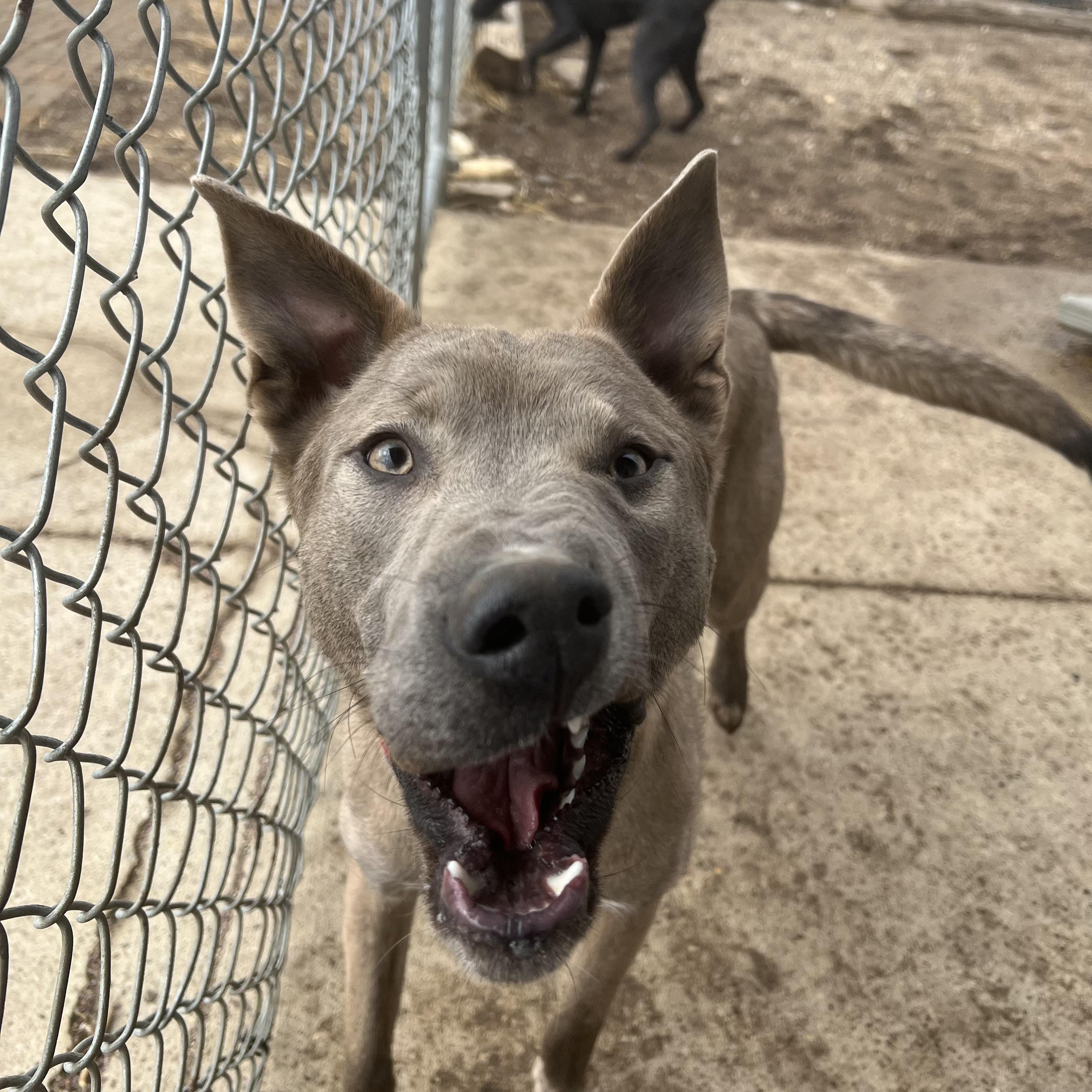 Enlarge Rain **NO FEE** (Sponsored by Waters Edge Fairmont), an adoptable Mixed Breed in Fairmont, MN image 5/6