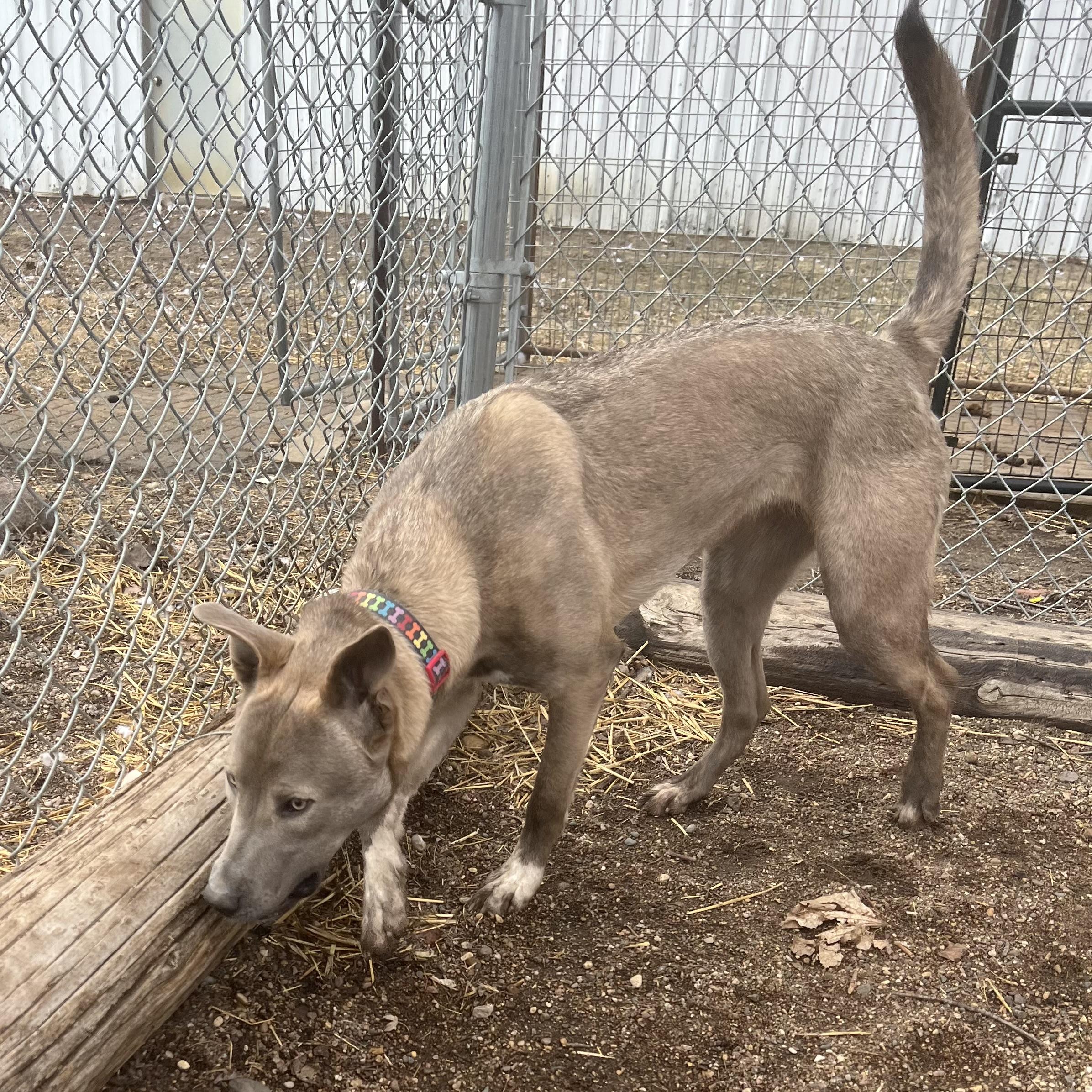 Enlarge Rain **NO FEE** (Sponsored by Waters Edge Fairmont), an adoptable Mixed Breed in Fairmont, MN image 6/6