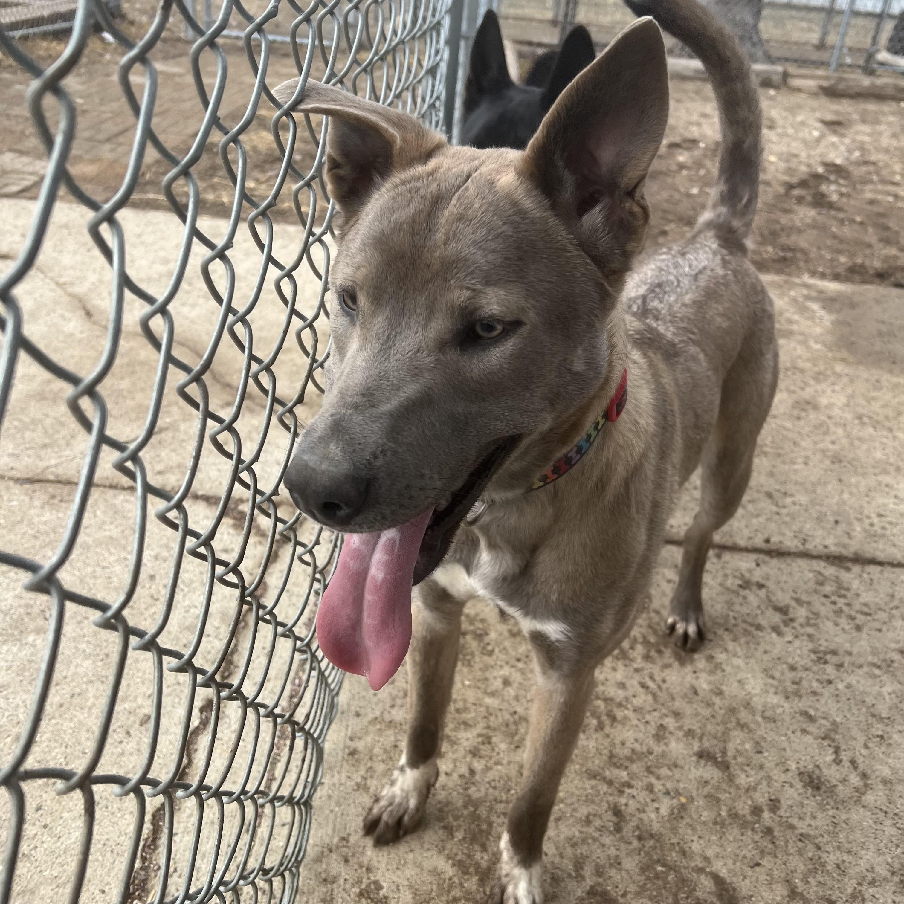 Enlarge Rain **NO FEE** (Sponsored by Waters Edge Fairmont), an adoptable Mixed Breed in Fairmont, MN image 4/6