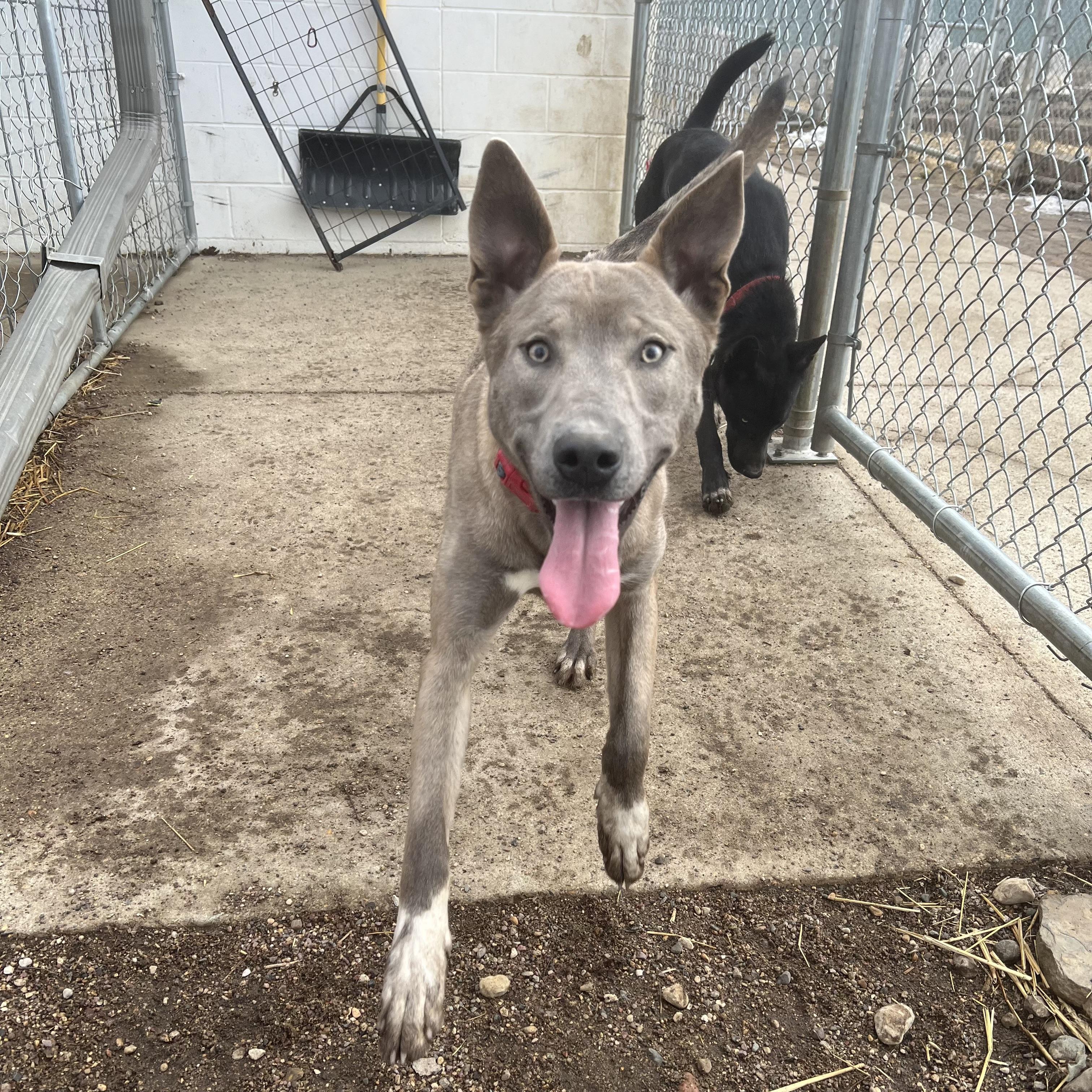 Enlarge Rain **NO FEE** (Sponsored by Waters Edge Fairmont), an adoptable Mixed Breed in Fairmont, MN image 2/6