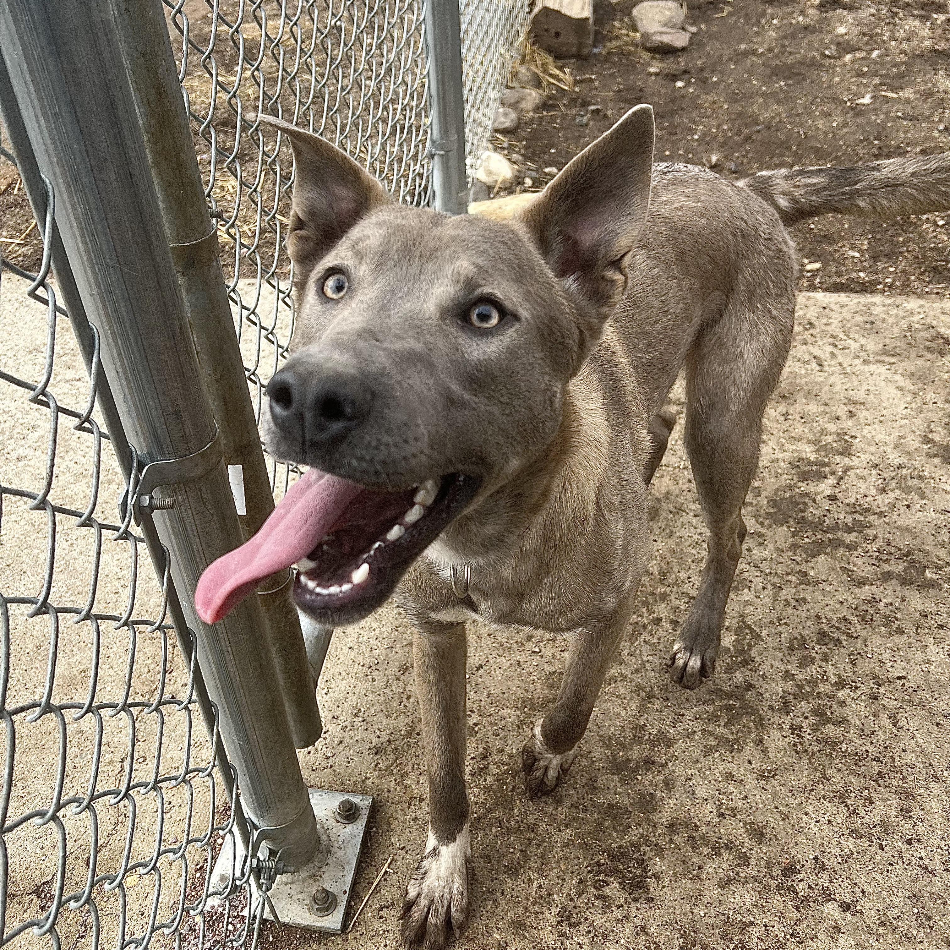 Enlarge Rain **NO FEE** (Sponsored by Waters Edge Fairmont), an adoptable Mixed Breed in Fairmont, MN image 1/6