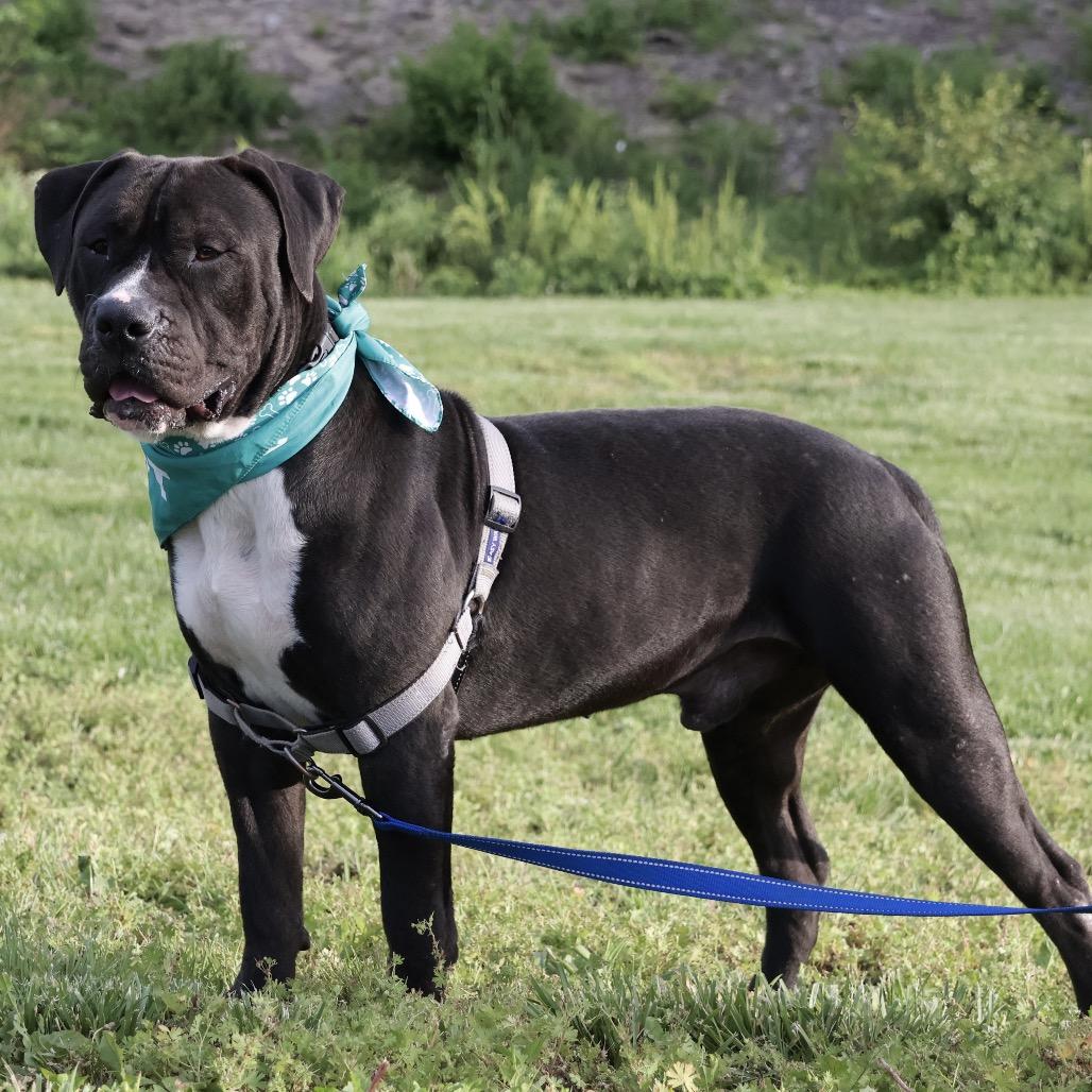 Brennan P4P, a Adoptable Mixed Breed in St Joseph, MO image 1/4