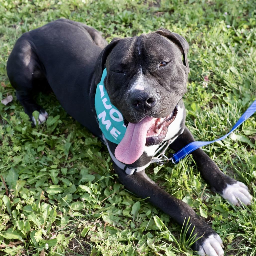 Brennan P4P, a Adoptable Mixed Breed in St Joseph, MO image 2/4