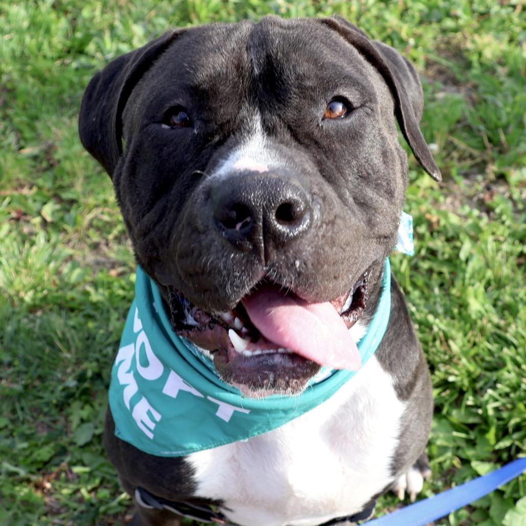Brennan P4P, a Adoptable Mixed Breed in St Joseph, MO image 3/4