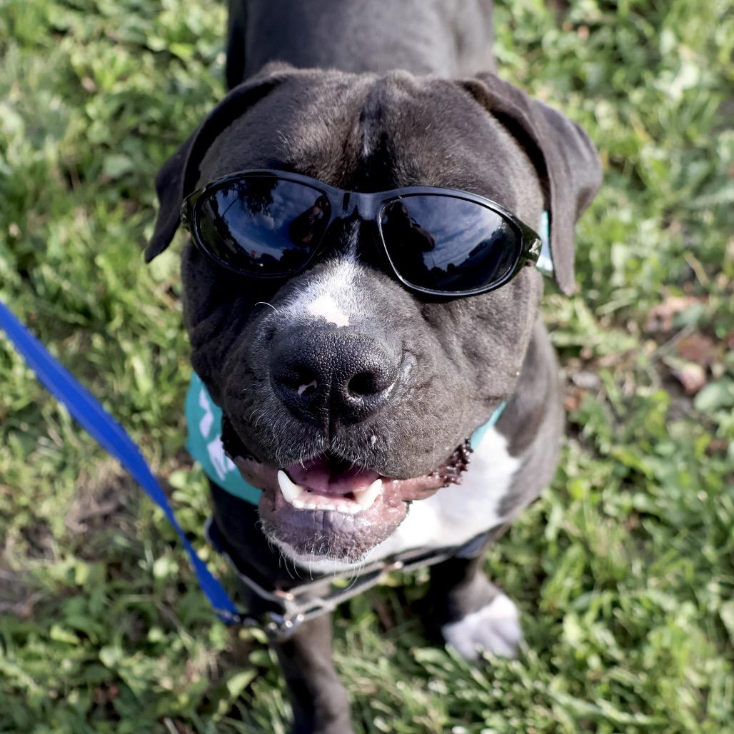 Brennan P4P, a Adoptable Mixed Breed in St Joseph, MO image 4/4
