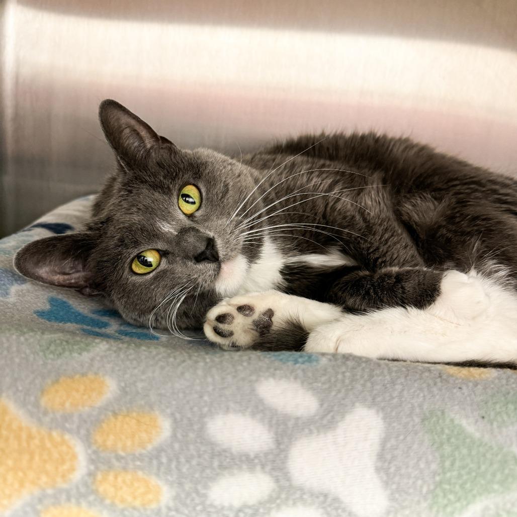 Enlarge Lily, a Adoptable American Shorthair in Fort Wayne, IN image 1/4