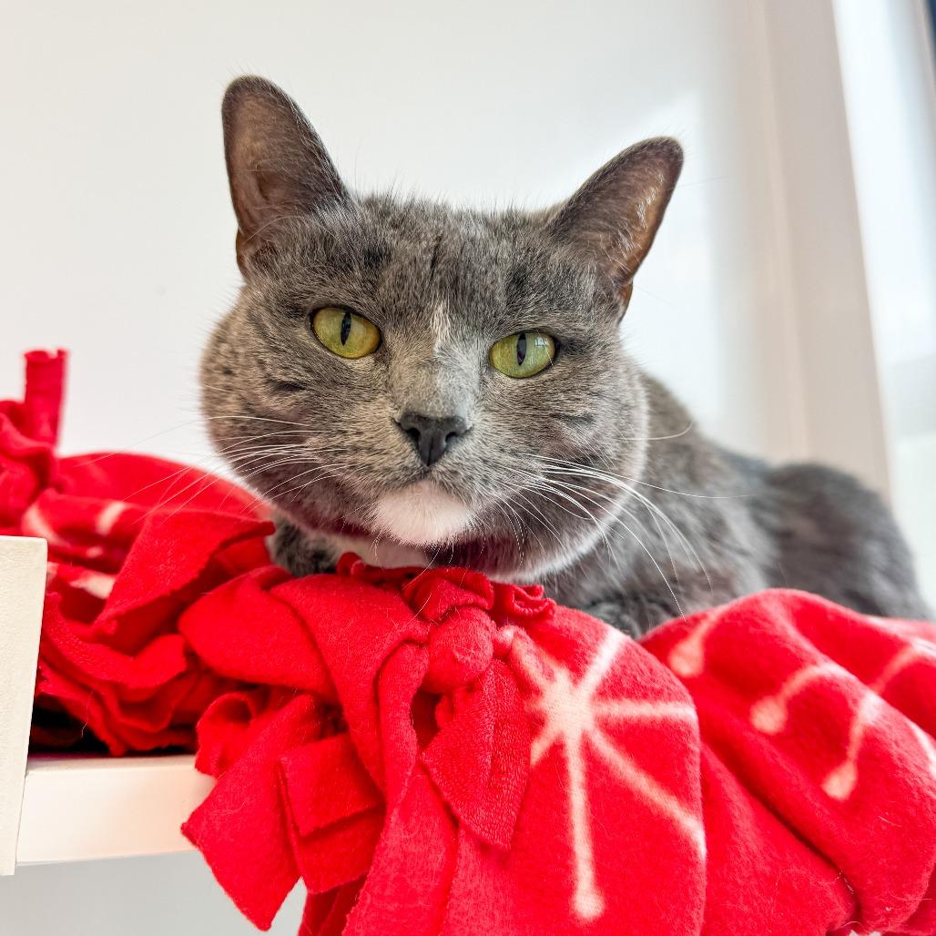 Enlarge Lily, a Adoptable American Shorthair in Fort Wayne, IN image 2/4