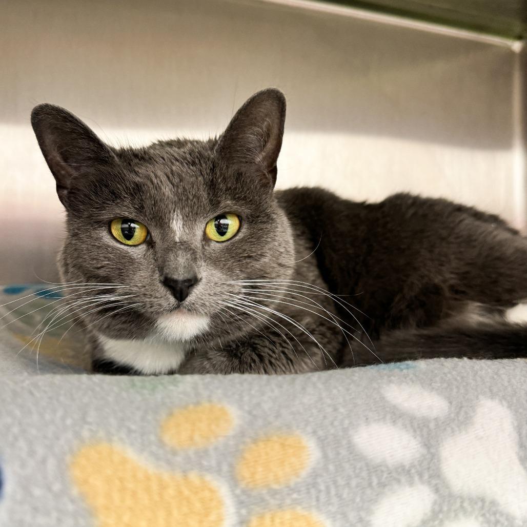 Enlarge Lily, a Adoptable American Shorthair in Fort Wayne, IN image 3/4