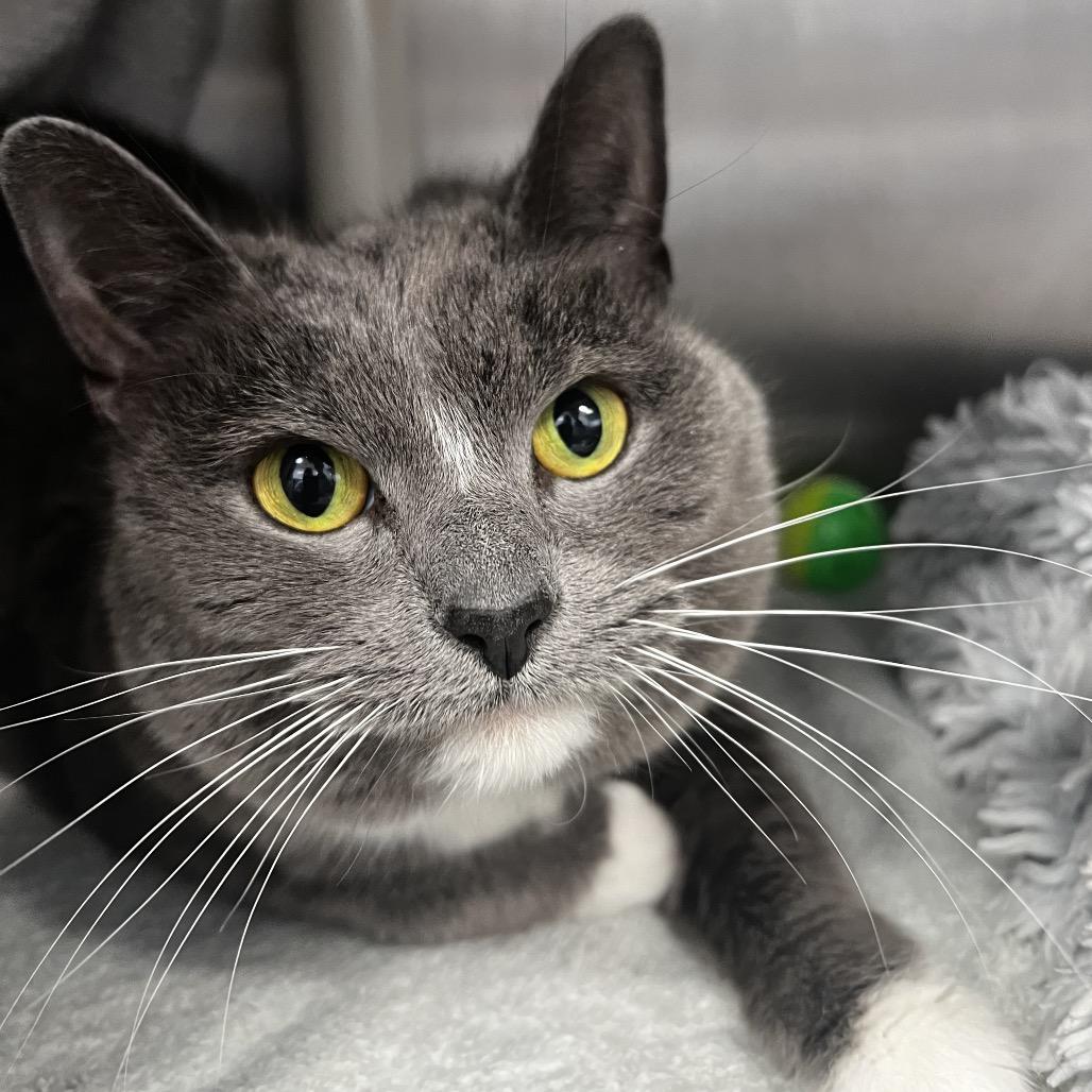 Enlarge Lily, a Adoptable American Shorthair in Fort Wayne, IN image 4/4
