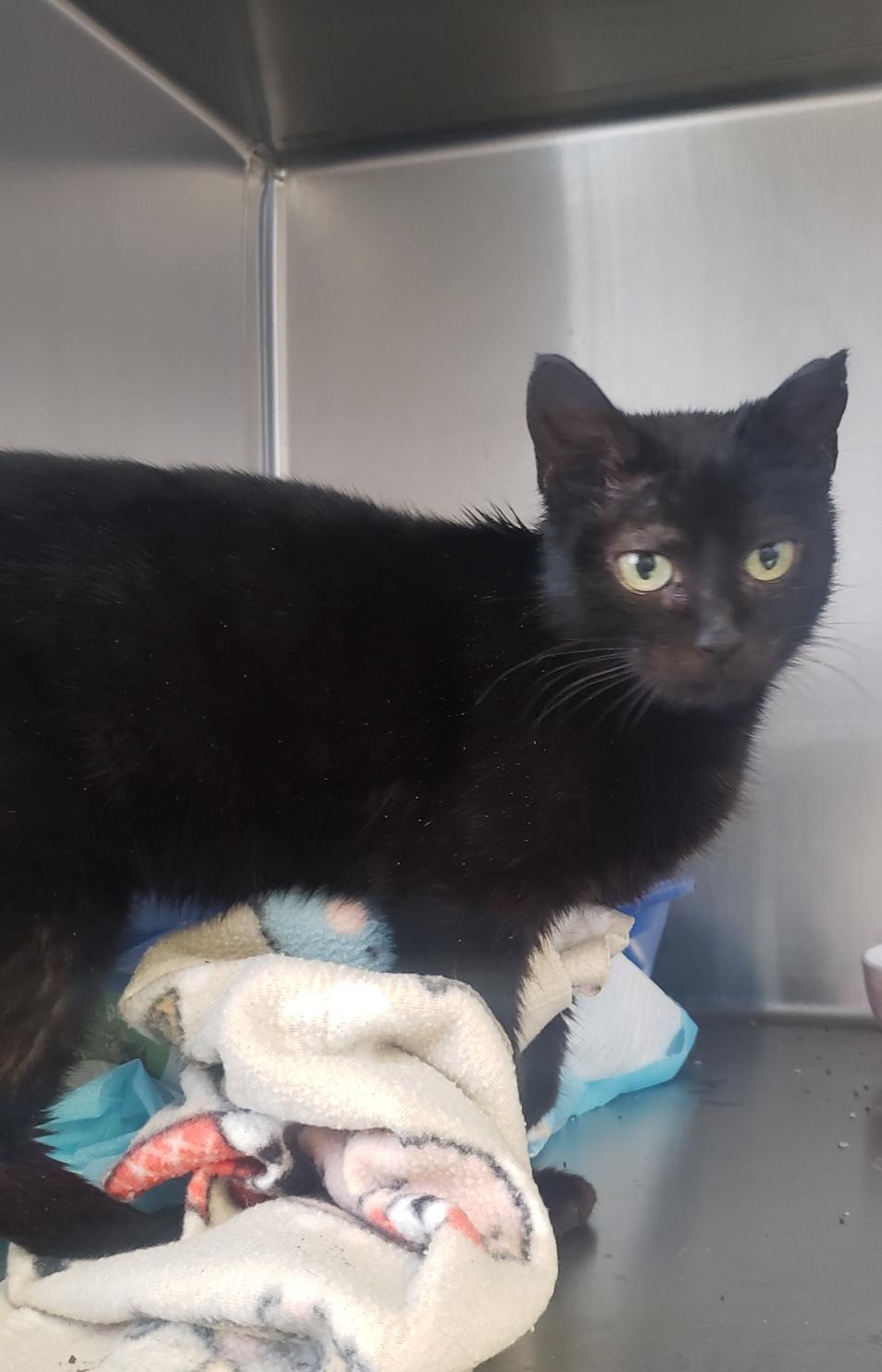 Eliza, Adoptable, Adult Female Domestic Short Hair.