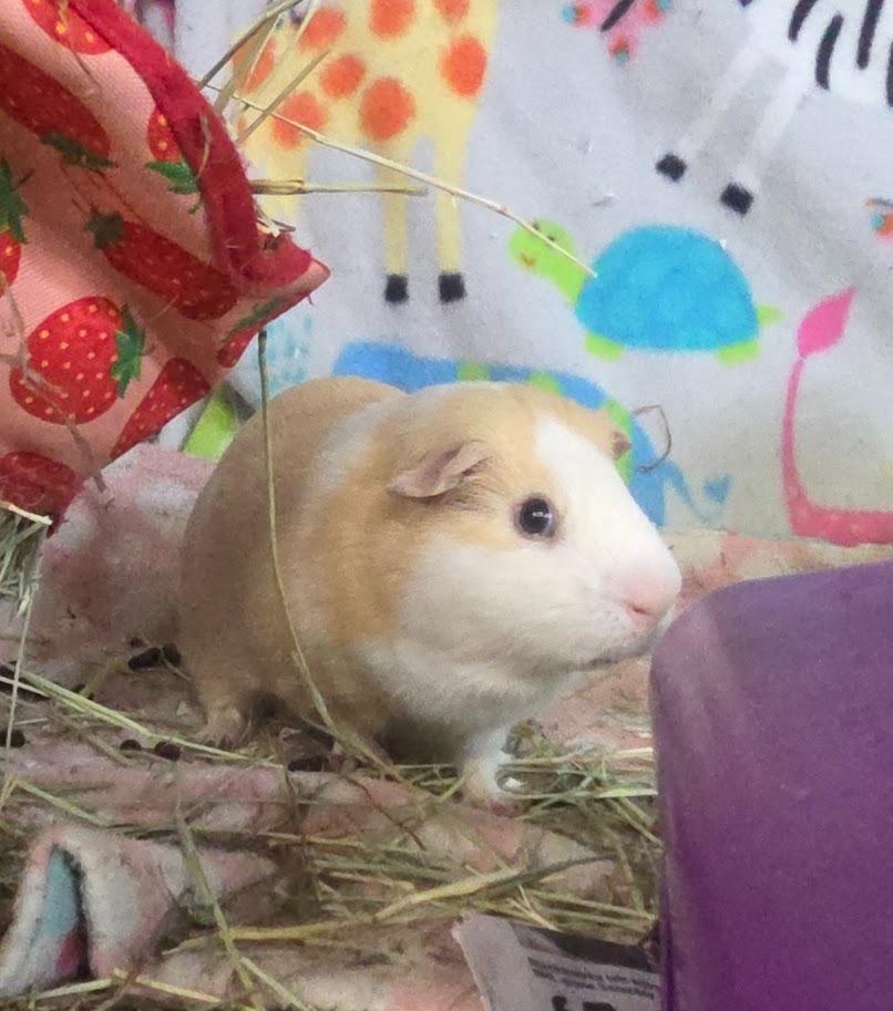 Lemonade, Adoptable, Adult Male Guinea Pig.