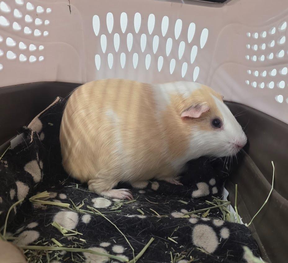 Enlarge Lemonade, a Adoptable Guinea Pig in CRYSTAL LAKE, IL image 2/6