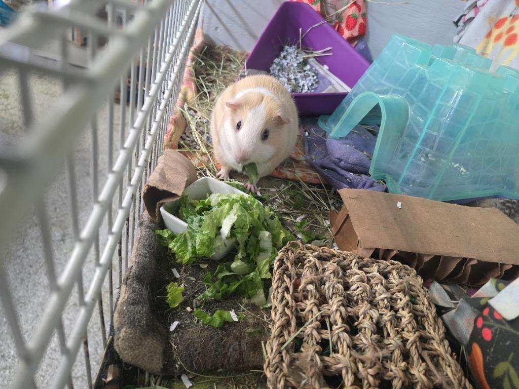 Enlarge Lemonade, a Adoptable Guinea Pig in CRYSTAL LAKE, IL image 3/6