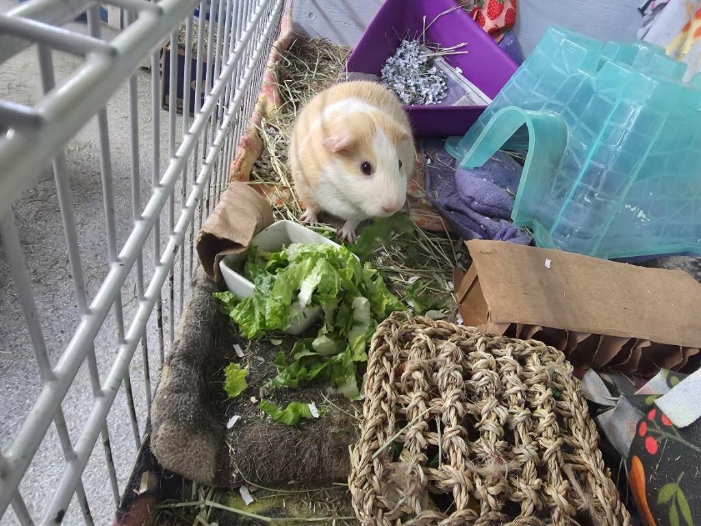 Enlarge Lemonade, a Adoptable Guinea Pig in CRYSTAL LAKE, IL image 4/6
