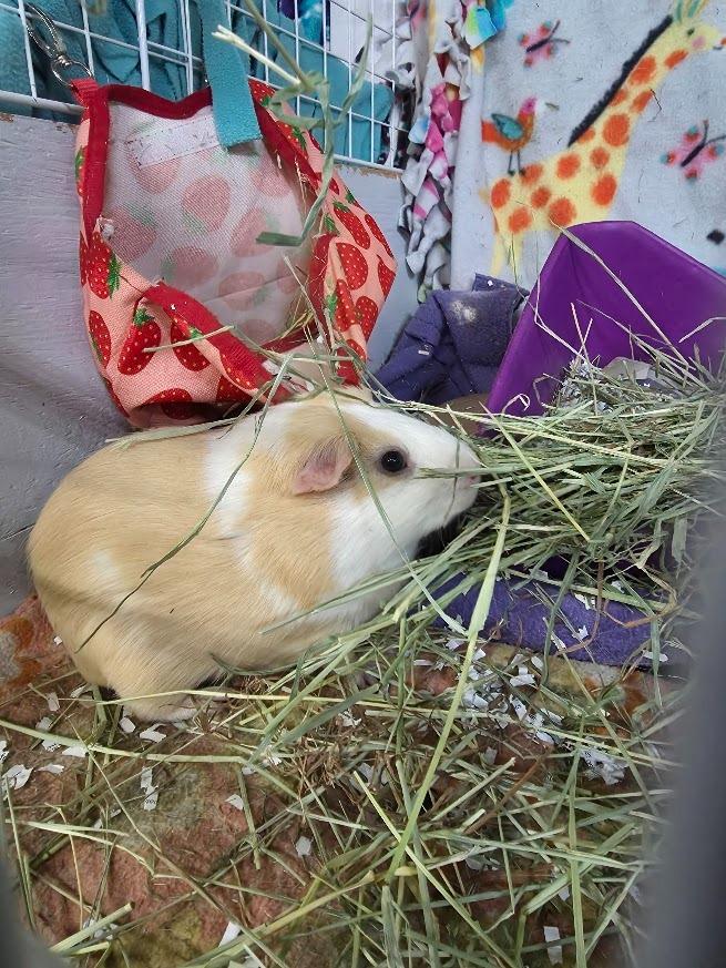 Enlarge Lemonade, a Adoptable Guinea Pig in CRYSTAL LAKE, IL image 5/6