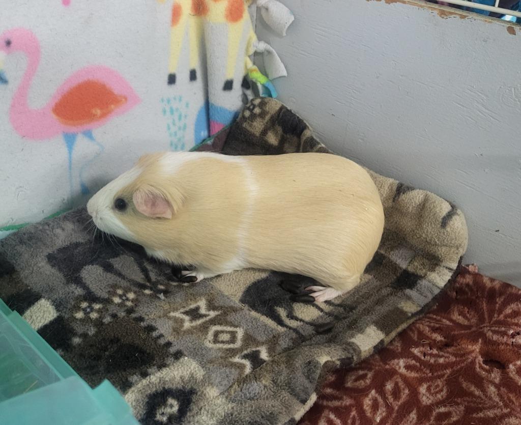 Enlarge Lemonade, a Adoptable Guinea Pig in CRYSTAL LAKE, IL image 6/6