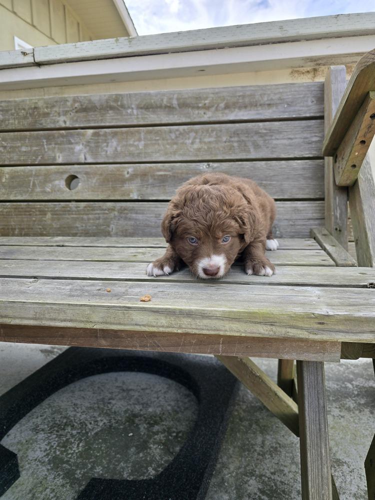 Poblano, a Adopted mixed breed in Pacifica, CA image 1/2