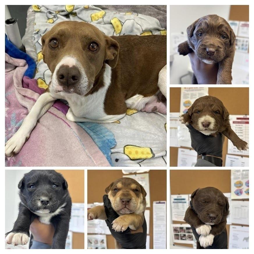 Poblano, a Adopted mixed breed in Pacifica, CA image 2/2