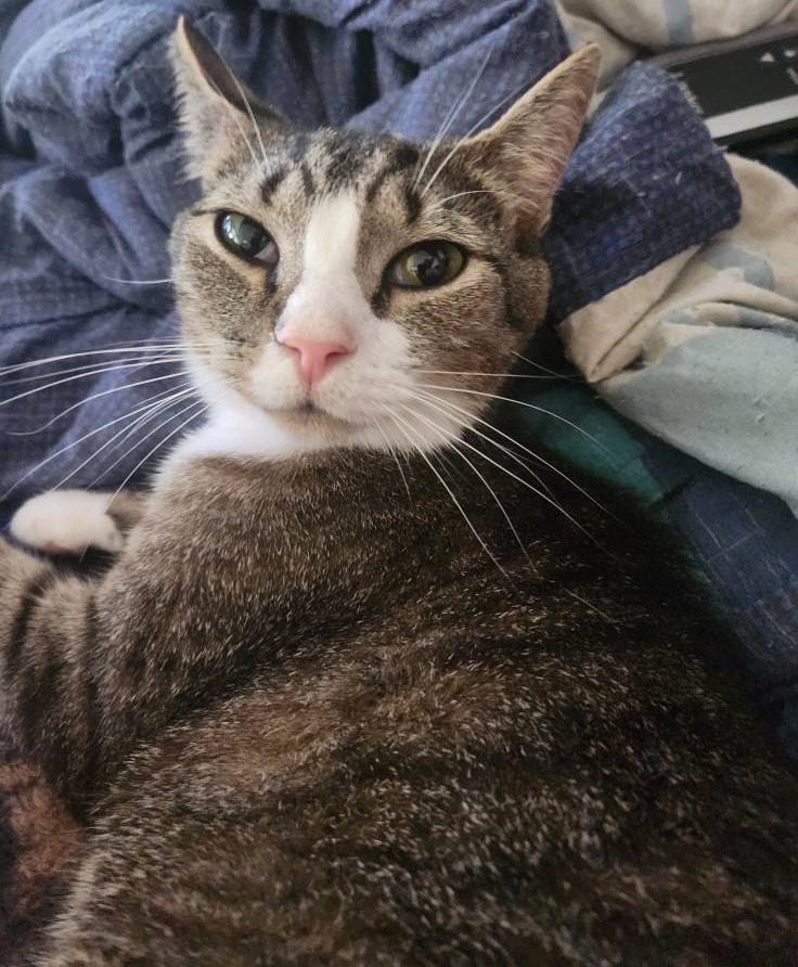 Keelo, a Adoptable Tabby in Beckley, WV image 2/5