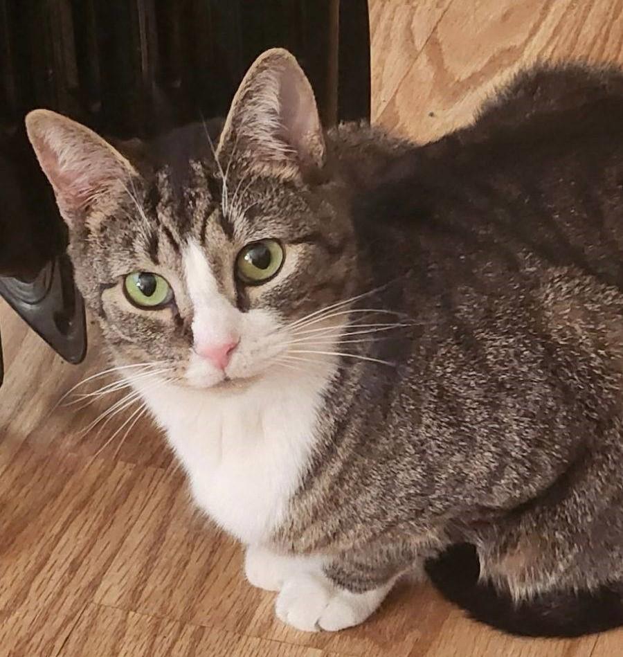 Keelo, a Adoptable Tabby in Beckley, WV image 1/5