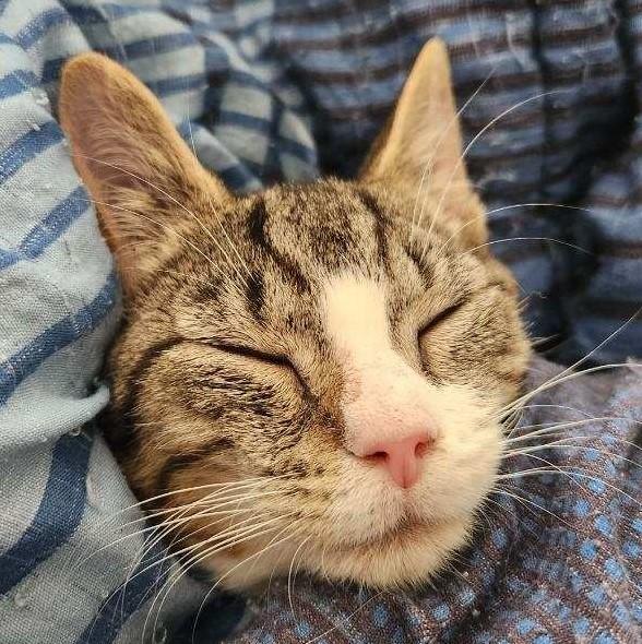 Keelo, a Adoptable Tabby in Beckley, WV image 3/5