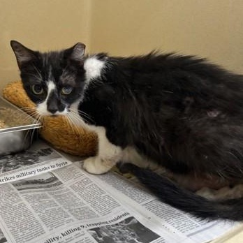 Enlarge Nemo, an adoptable Domestic Short Hair in Converse, TX image 1/1