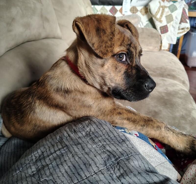 Oliver, Adoptable, Young Male Shepherd & Mixed Breed.