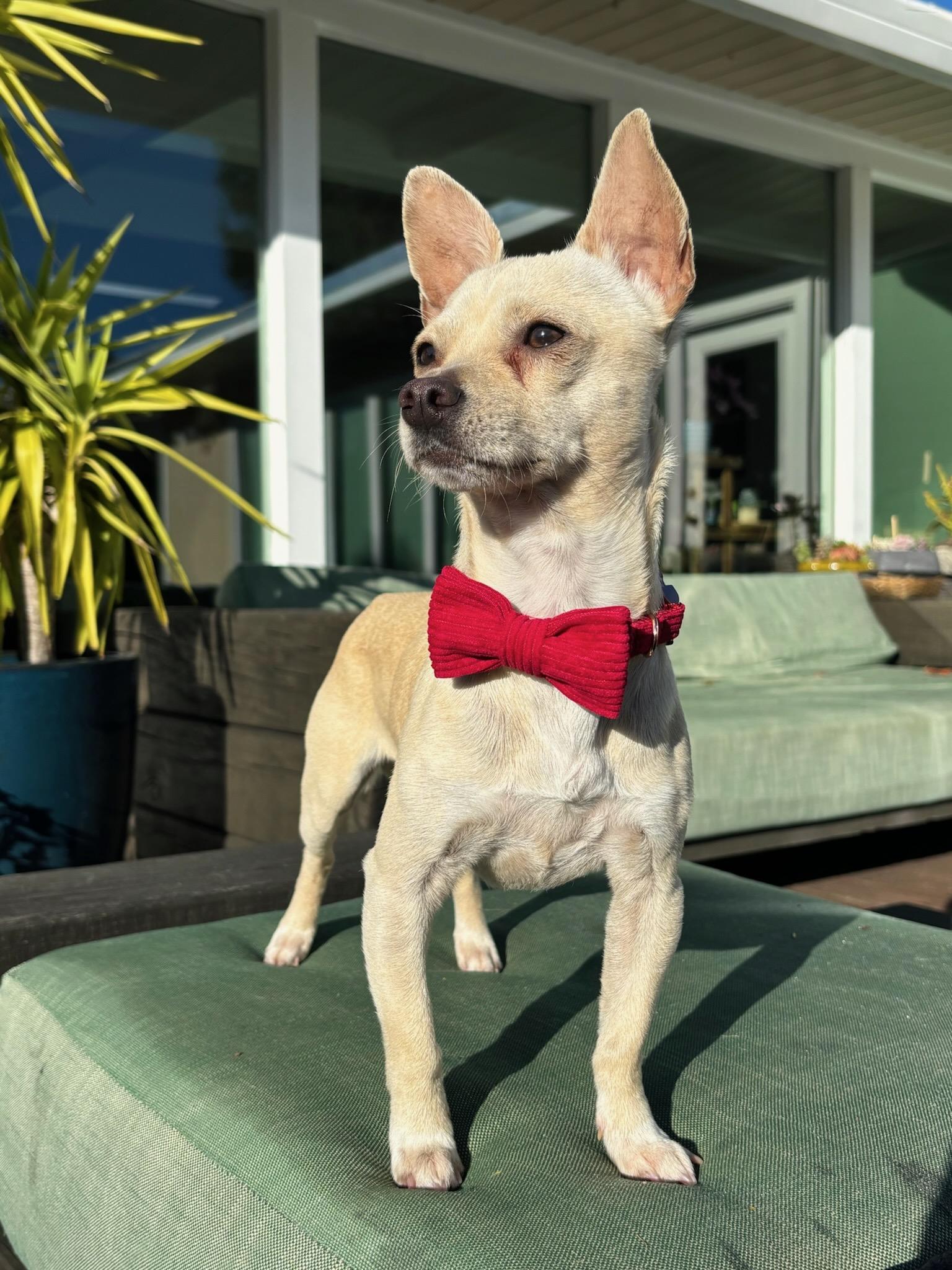 Enlarge Prince Charles, an adopted mixed breed in Redwood City, CA image 4/6