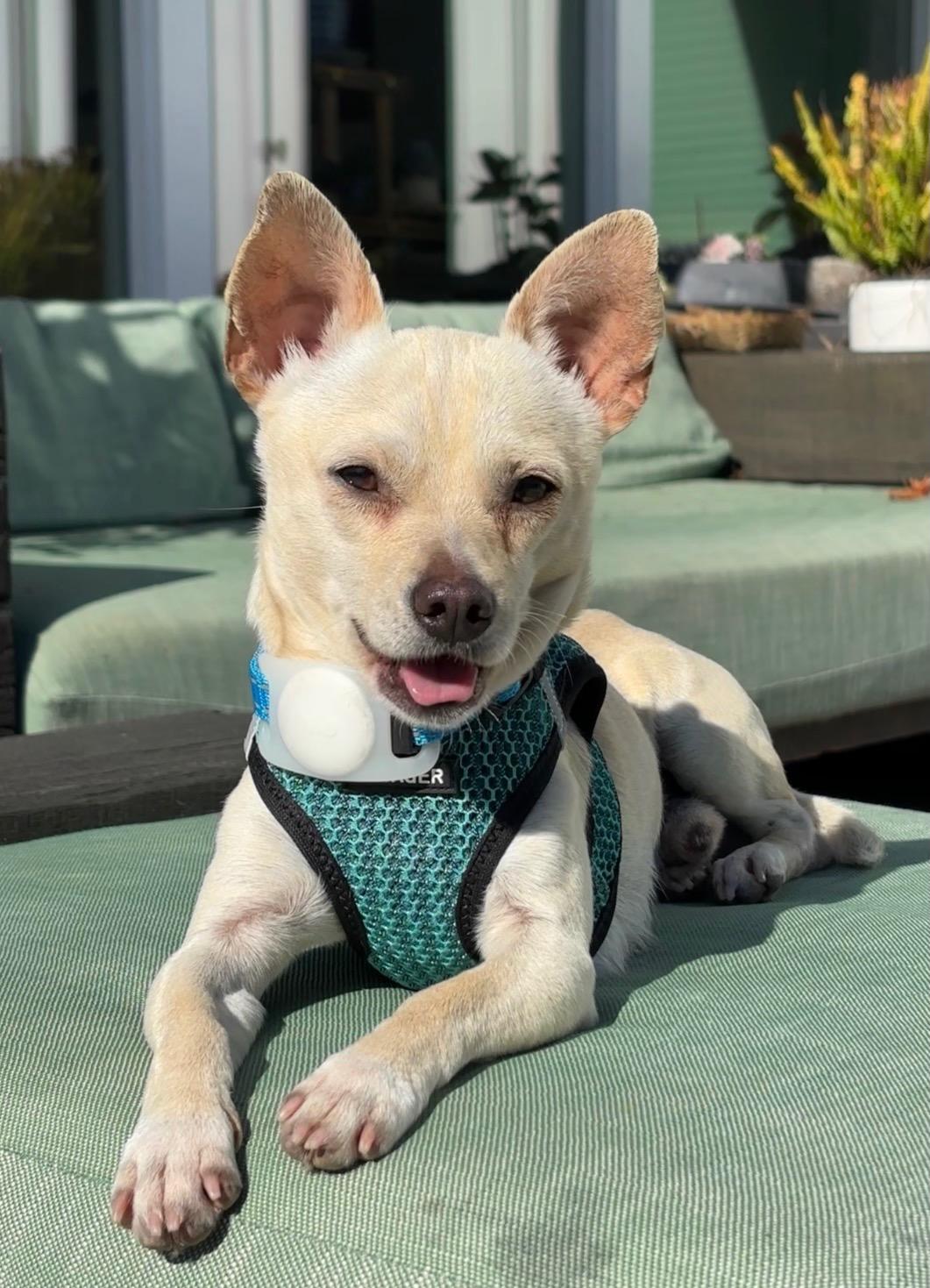 Prince Charles, ADOPTABLE, Young Male Chihuahua.