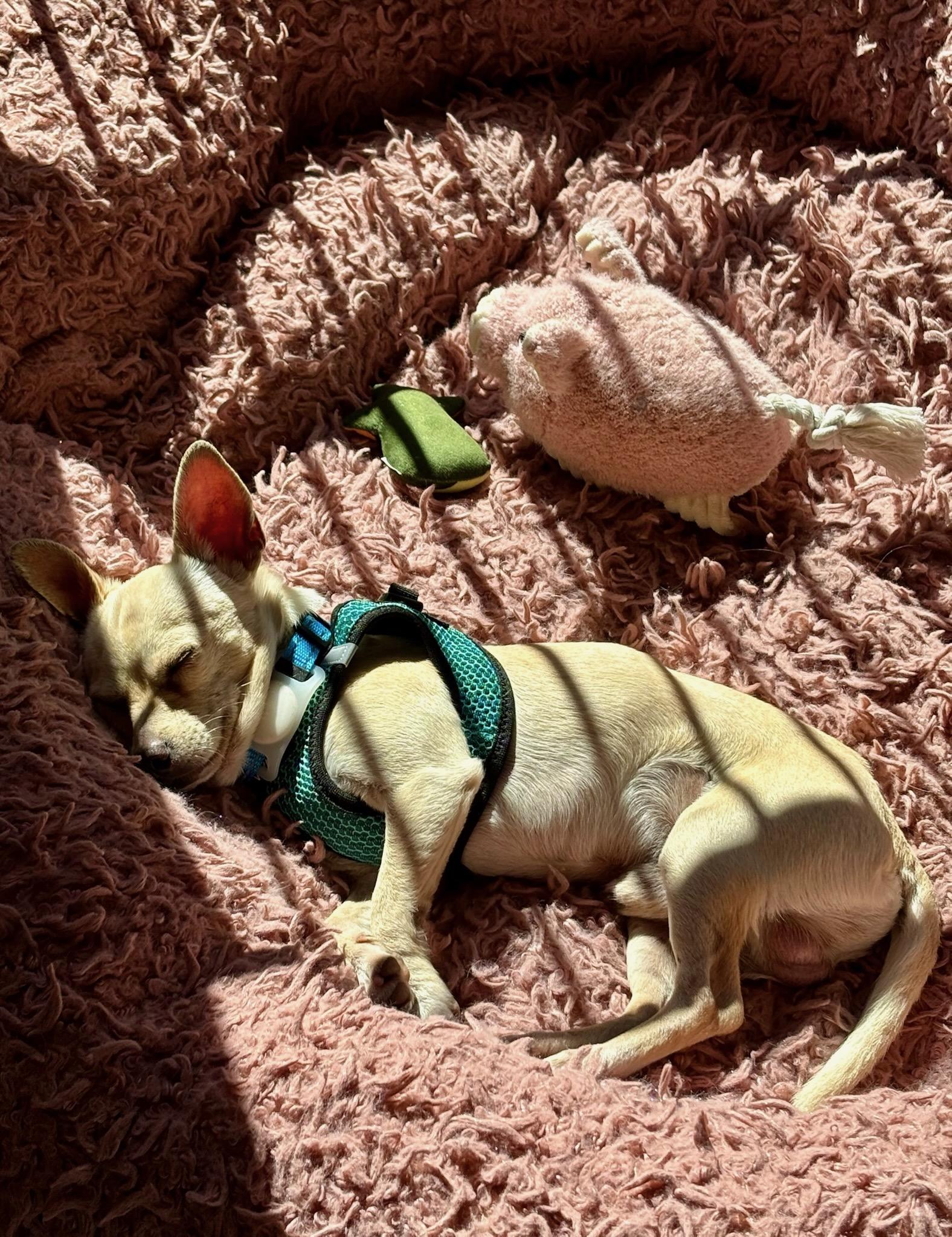 Enlarge Prince Charles, an adopted mixed breed in Redwood City, CA image 5/6