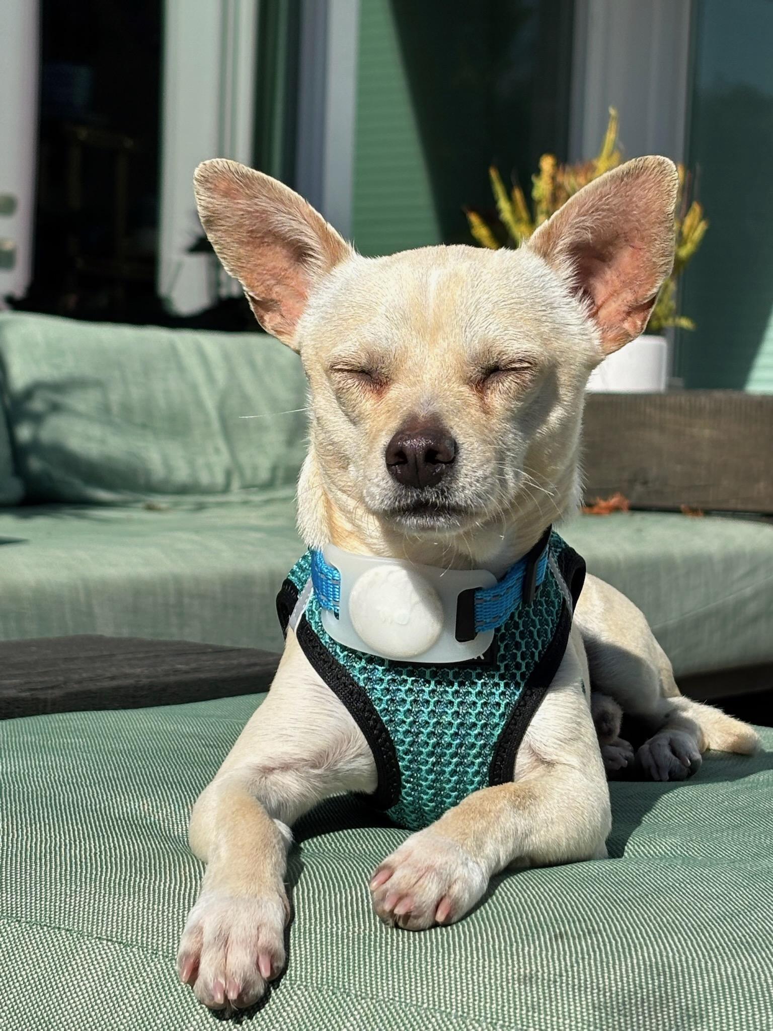 Enlarge Prince Charles, an adopted mixed breed in Redwood City, CA image 6/6